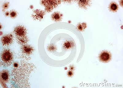 Fungal spores in the liquid. Viral bacterium in the blood.Fungal infection. Distribution and multiplication of fungi and bacteria Stock Photo