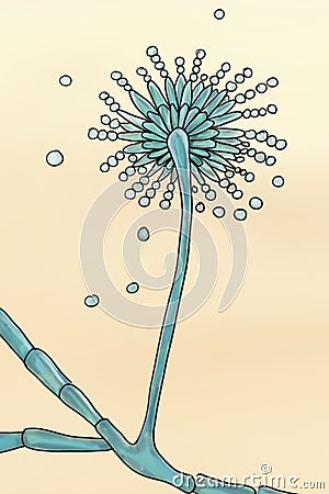 Fungi Aspergillus, black mold Cartoon Illustration