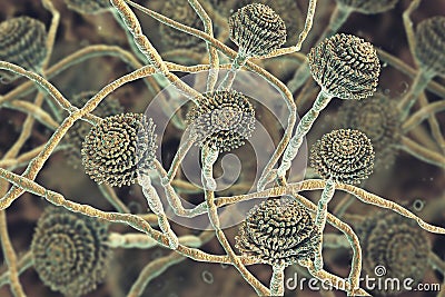 Fungi Aspergillus, black mold Cartoon Illustration