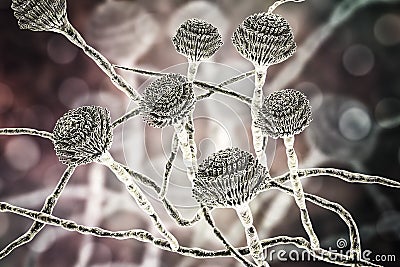 Fungi Aspergillus, black mold Cartoon Illustration