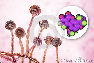 Fungi Aspergillus flavus producing Aflatoxin B1 Cartoon Illustration