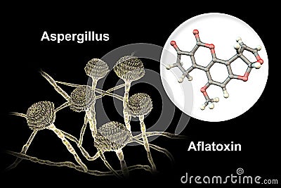 Aflatoxin B1 molecule, a toxin produced by fungi Aspergillus Cartoon Illustration