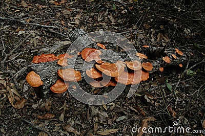 Fungi on Branch Stock Photo