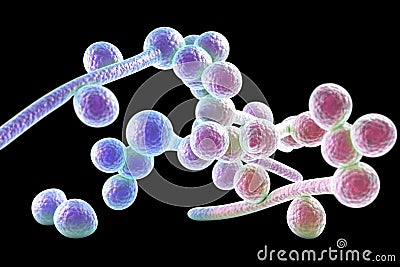 Fungi Candida albicans which cause thrush Cartoon Illustration