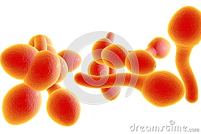 Fungi Candida albicans which cause thrush Cartoon Illustration