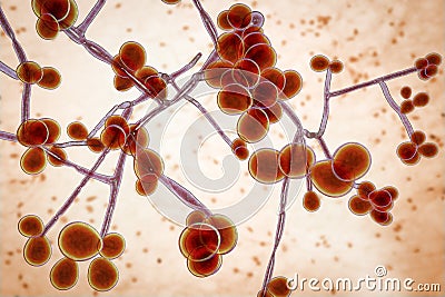 Fungi Candida which cause candidiasis, thrush Cartoon Illustration