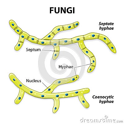 Fungi. Classification based on cell division Vector Illustration