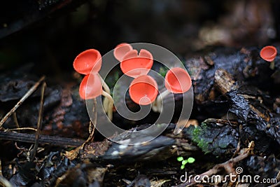 Fungi cup red or Mushroom Champagne Cup Stock Photo