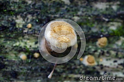 Fungi on decayed wood. Close up Stock Photo