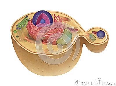 Structure of fungus cell. Illustration Stock Photo