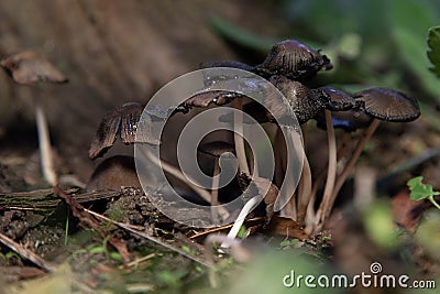 Fungi or fungi are a kingdom of eukaryotic, unicellular and multicellular organisms: it includes more than 700,000 known species, Stock Photo