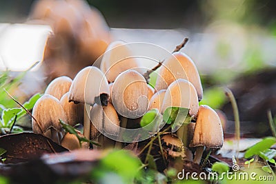 Fungi or fungi are a kingdom of eukaryotic, unicellular and multicellular organisms: it includes more than 700,000 known species Stock Photo
