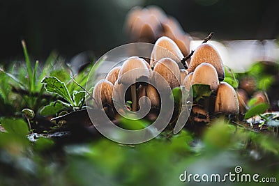 Fungi or fungi are a kingdom of eukaryotic, unicellular and multicellular organisms: it includes more than 700,000 known species Stock Photo