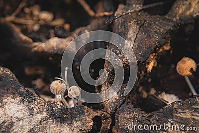 Fungi or fungi are a kingdom of eukaryotic, unicellular and multicellular organisms: it includes more than 700,000 known species, Stock Photo