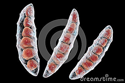 Fungi Fusarium which produce mycotoxins Cartoon Illustration