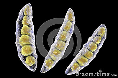 Fungi Fusarium which produce mycotoxins Cartoon Illustration