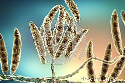 Fungi Fusarium which produce mycotoxins Cartoon Illustration