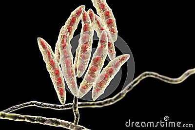 Fungi Fusarium which produce mycotoxins Cartoon Illustration