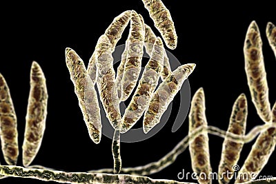 Fungi Fusarium which produce mycotoxins Cartoon Illustration