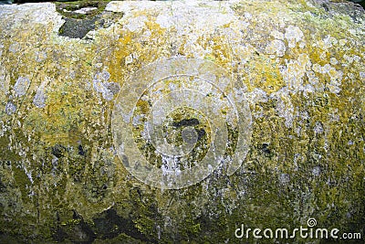 Fungi Green Moss Texture abstract background concrete wall Stock Photo