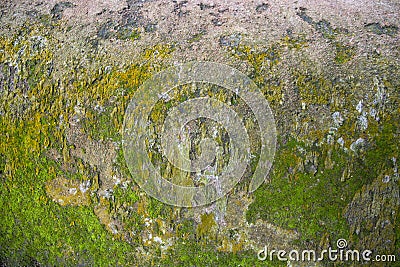 Fungi Green Moss Texture abstract background concrete wal Stock Photo