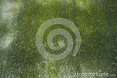 Fungi Green Moss Texture abstract background concrete wall. Rusty, Grungy, Gritty Vintage Background Stock Photo