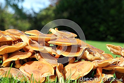 Fungi growing in grass, low view. Stock Photo