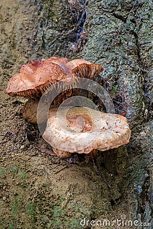 Fungi growing on a tree trunk Stock Photo