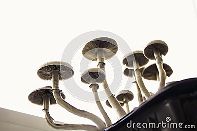 Fungi hallucinogen. Psilocybin cubensis mushroom. Fresh Psilocybin shroom. Magic shroom Stock Photo