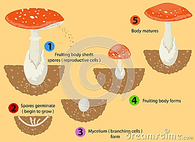 Fungi life cycle Stock Photo