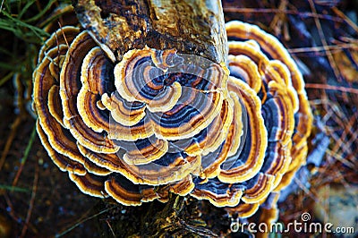 Fungi Stock Photo