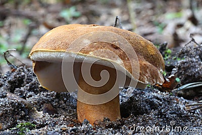 Fungi mushroom on ground forest Stock Photo