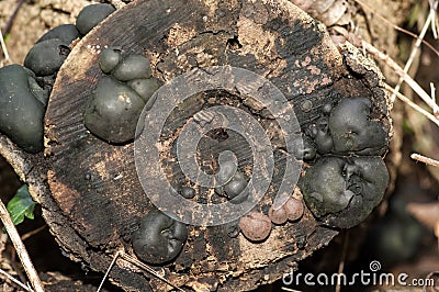 Fungi portrait cramp balls Stock Photo