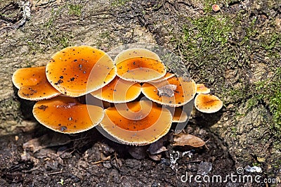 Fungi portrait honey fungus Stock Photo