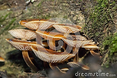 Fungi portrait honey fungus Stock Photo