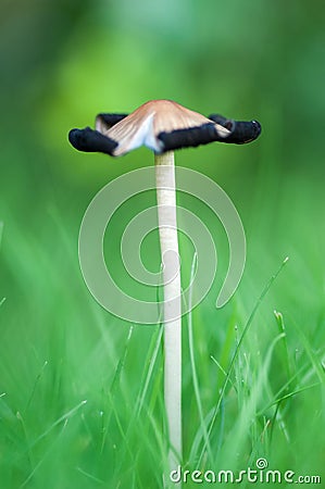 Fungi portrait ink cap Stock Photo