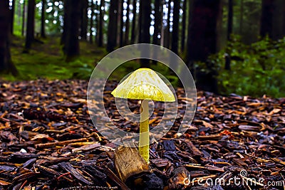 Golden waxcap, Lemon waxcap, Hygrocybe chlorophana, very rare mushroom, Bavaria, Germany, Europe Stock Photo