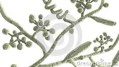 Fungi Trichophyton mentagrophytes, 3D illustration Cartoon Illustration
