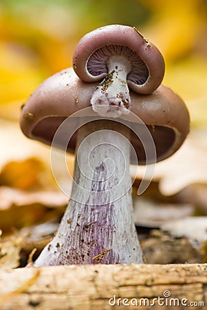 Fungi - WOOD BLEWIT. TWINS. Stock Photo