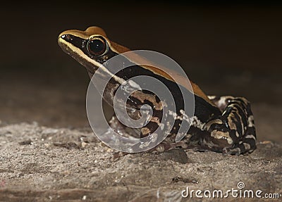 Fungoid frog seen at matheran Stock Photo