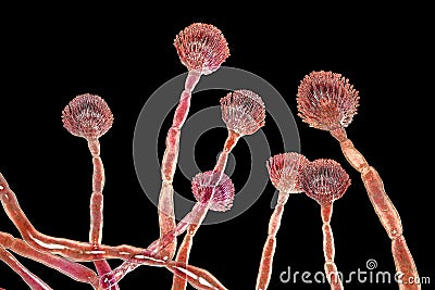 Fungus Aspergillus flavus Cartoon Illustration