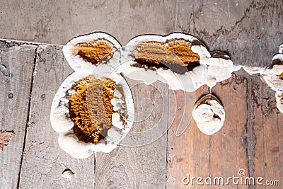 Big home destructive fungus on the floor of the residential building. Stock Photo