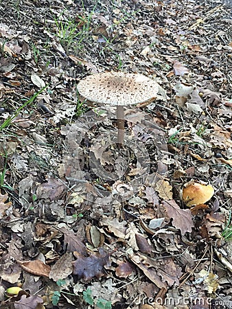 Fungus in autumn Stock Photo