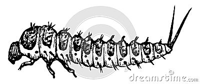 Fungus Beetle Larva, vintage illustration Vector Illustration