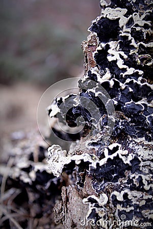 Fungus CloseUp, Abstract Nature Background Motive Stock Photo