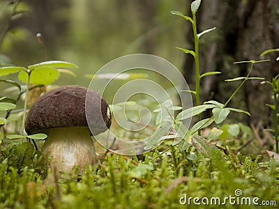 The fungus in the coniferous forest. Stock Photo