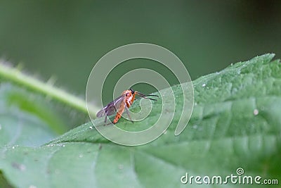 Fungus gnat perched on green leaf waiting for a good place to land Stock Photo