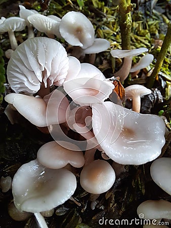 This is a fungus that grows in damp places Stock Photo