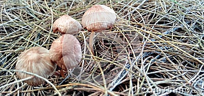 The fungus grows in an evergreen garden on the beach. Stock Photo