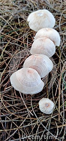 The fungus grows in an evergreen garden on the beach. Stock Photo
